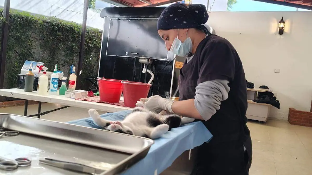 ESTERILIZACIONES -DEJANDO HUELLA