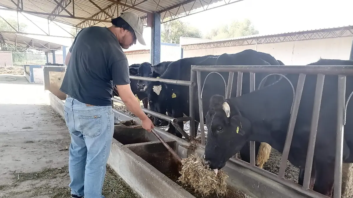 Vacas