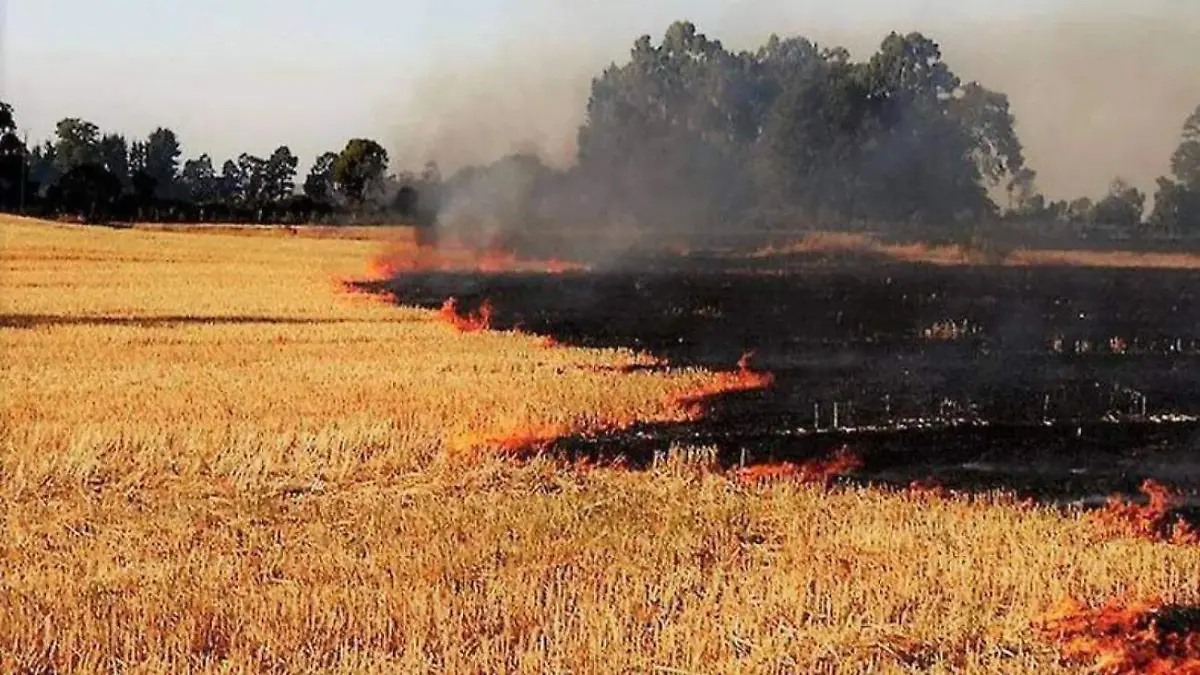 agricolas 