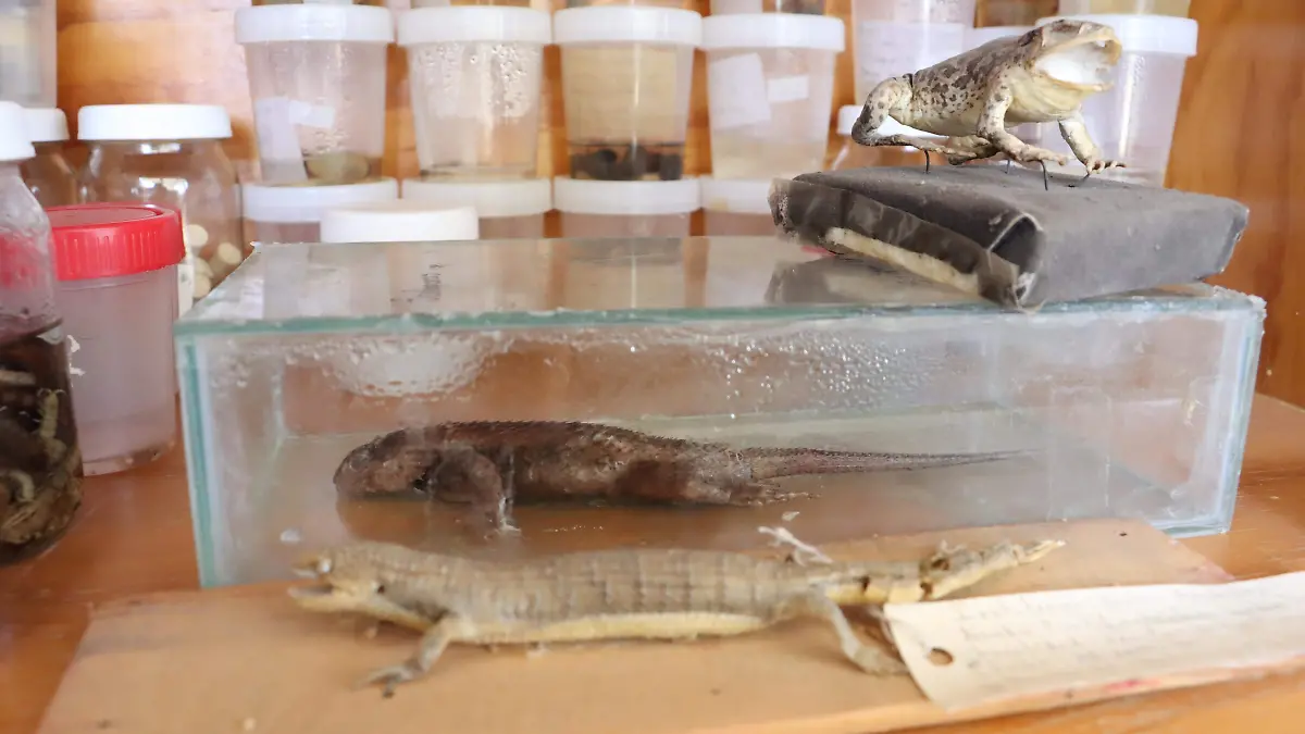 UATx TAXIDERMIA (7)