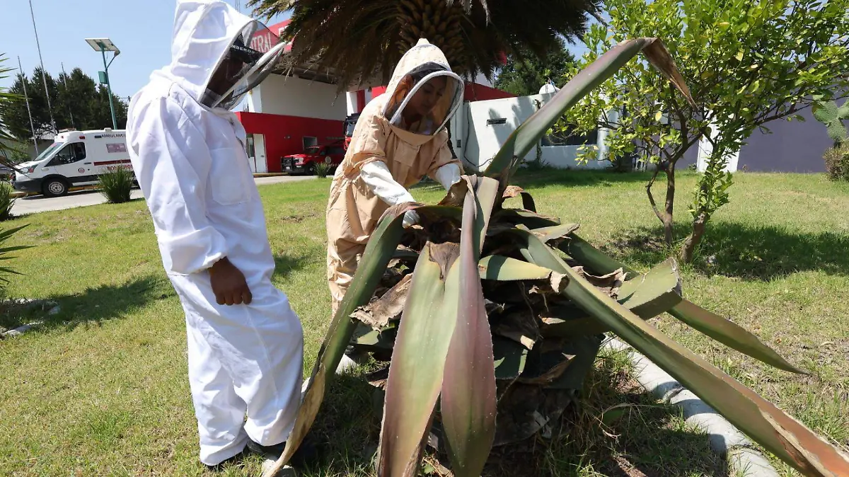 Bomberos Abejas 2