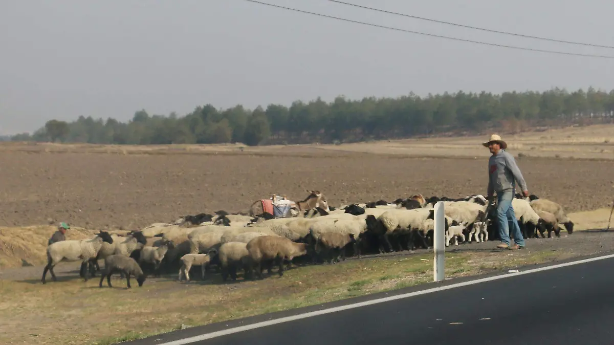 GUSANO BARRENADOR (1)