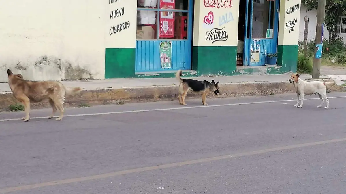 PERROS EN LAS CALLES