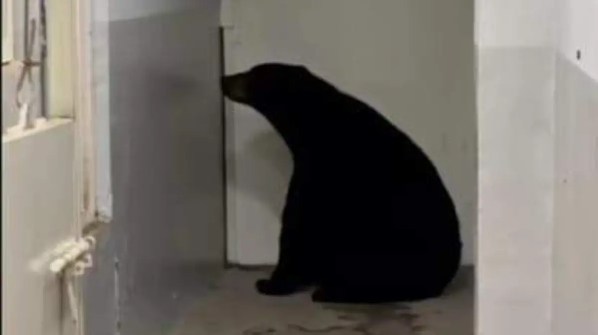 OSO NEGRO - PESA MÁS DE 200 KG
