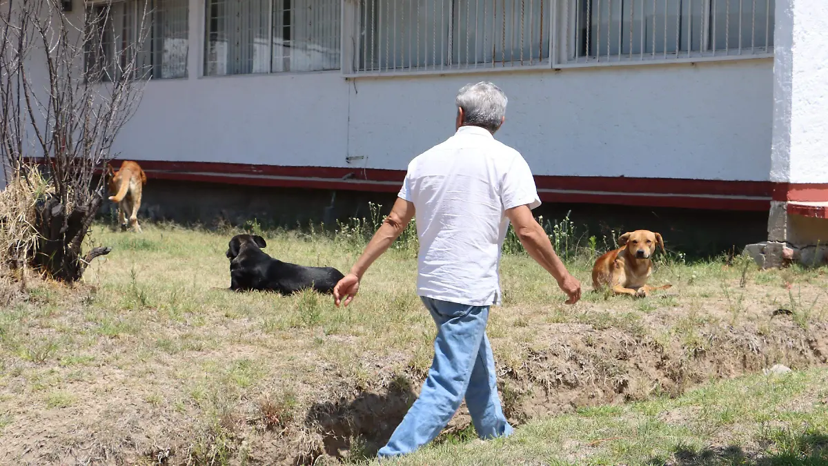MORDEDURA PERROS (2)