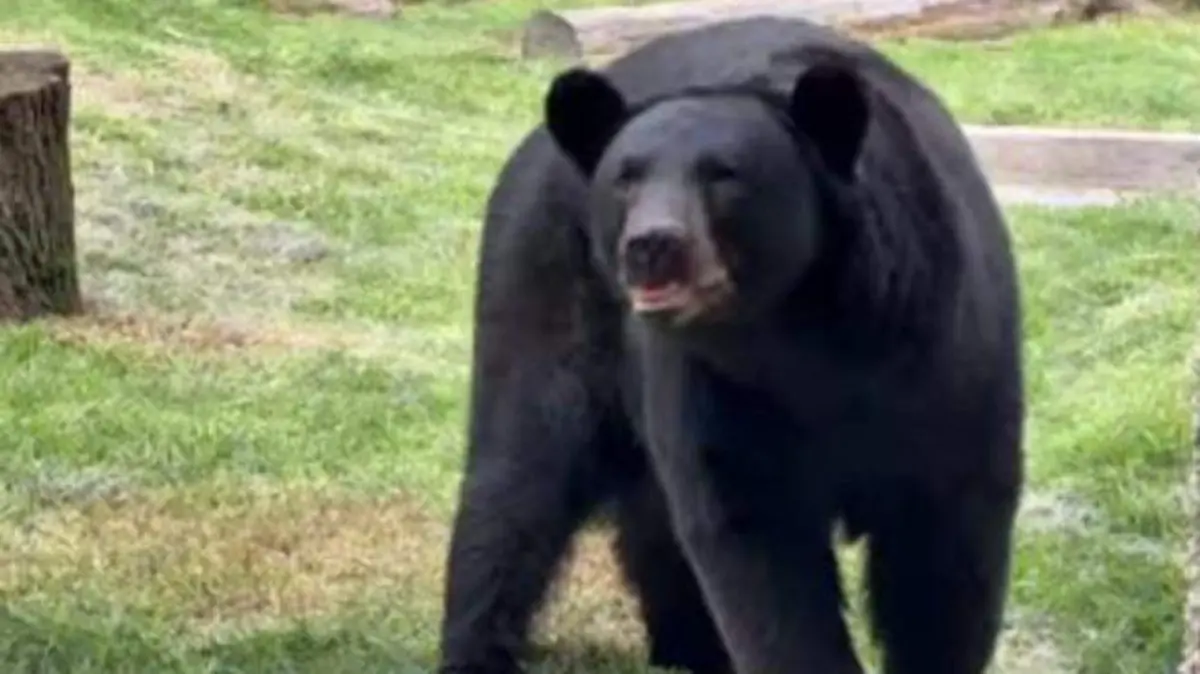 OSO NEGRO