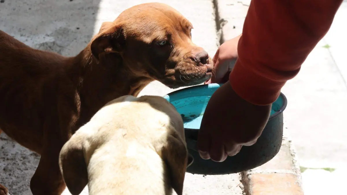 Perros Envenenamiento 1