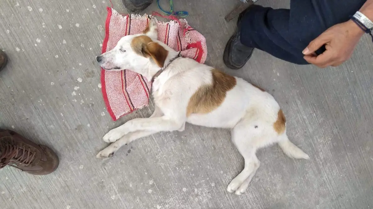 PERROS - ENFERMOS
