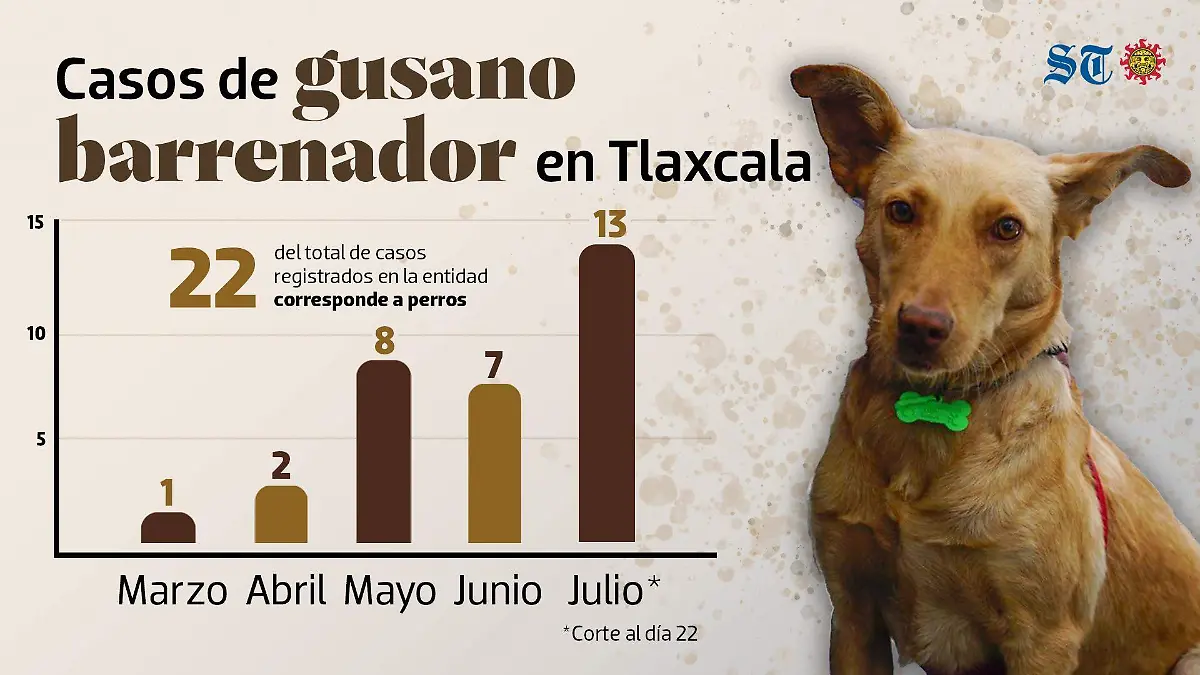 gusano barrenador-