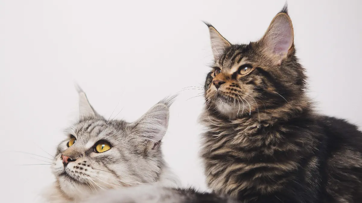 miezekieze-maine-coon-7954384
