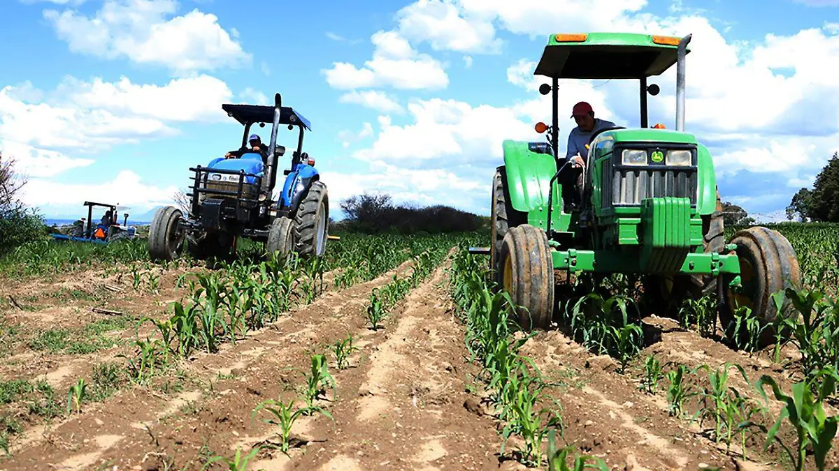 CAMPO (1)
