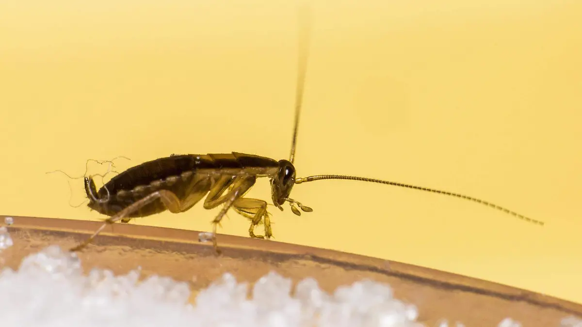 cucaracha