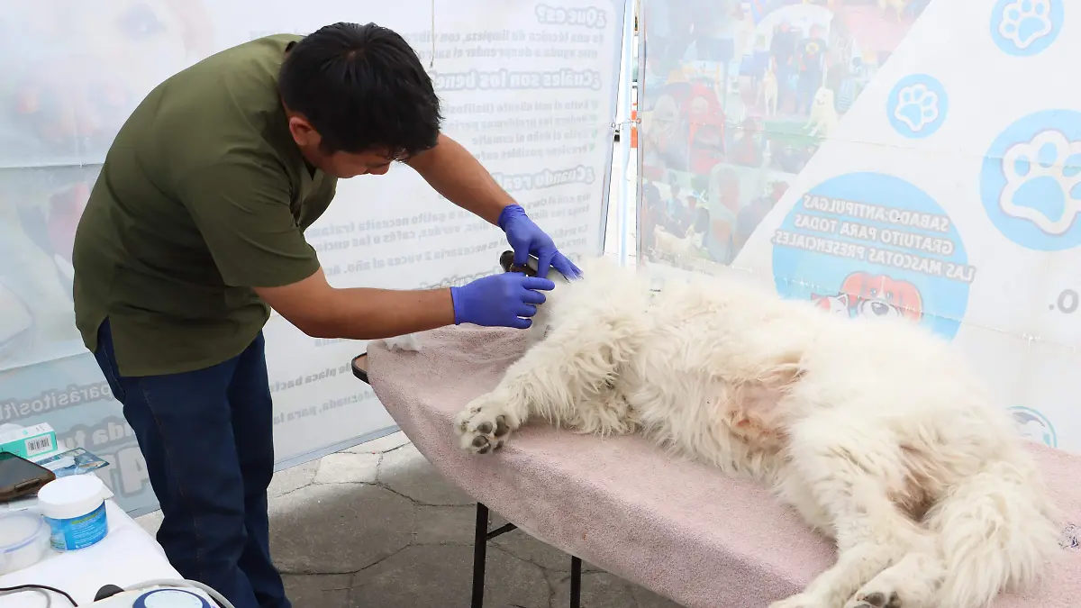 CAMPAÑA ESTERILIZACIÓN (1)