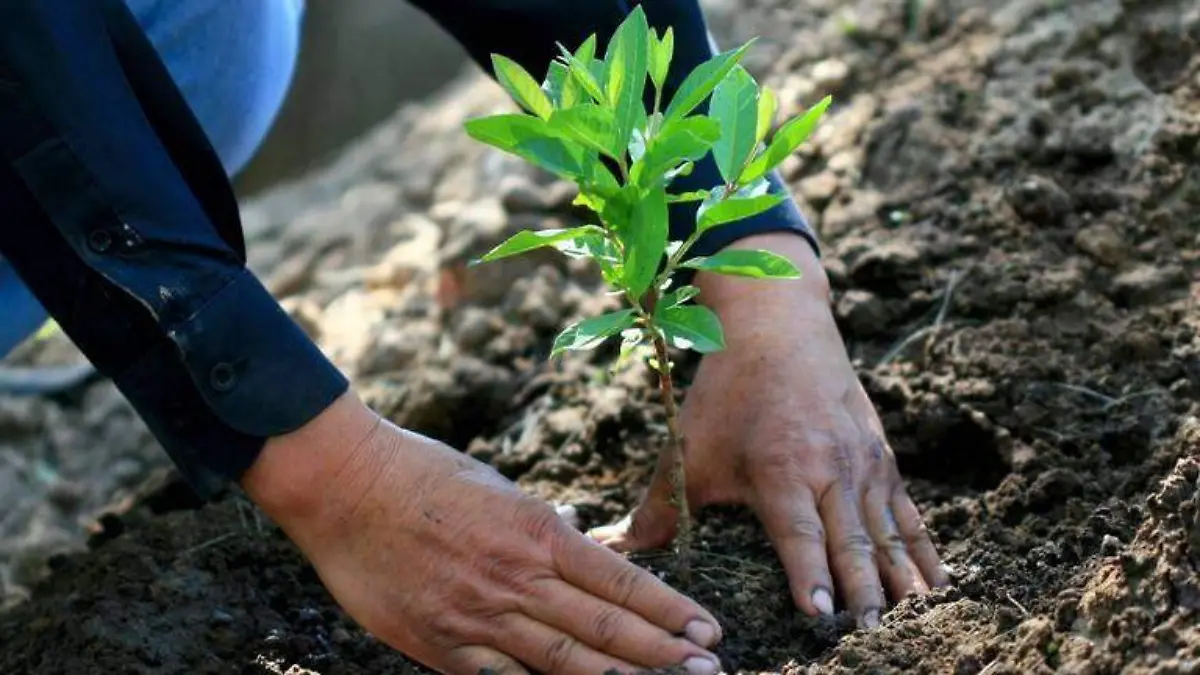 REFORESTACIÓN
