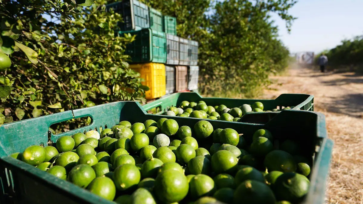 Limoneros de Apatzingan