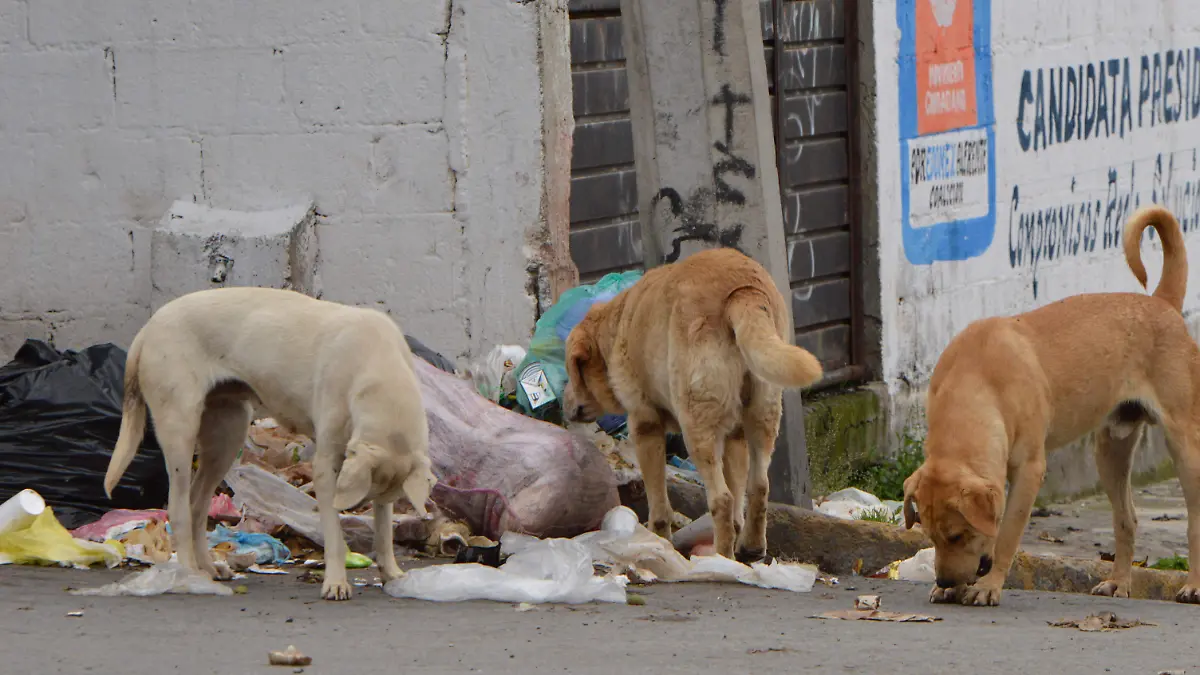 perros callejeros de la central de abastos de toluca 2