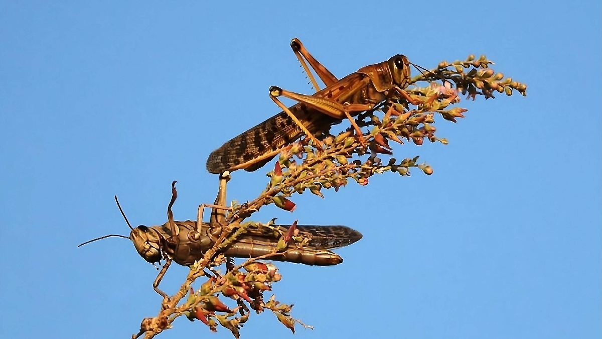 Langosta centroamericana llega al Edomex por primera vez; cultivos podrían ser afectados - El Sol de Toluca | Noticias Locales, Policiacas, sobre México, Edomex y el Mundo