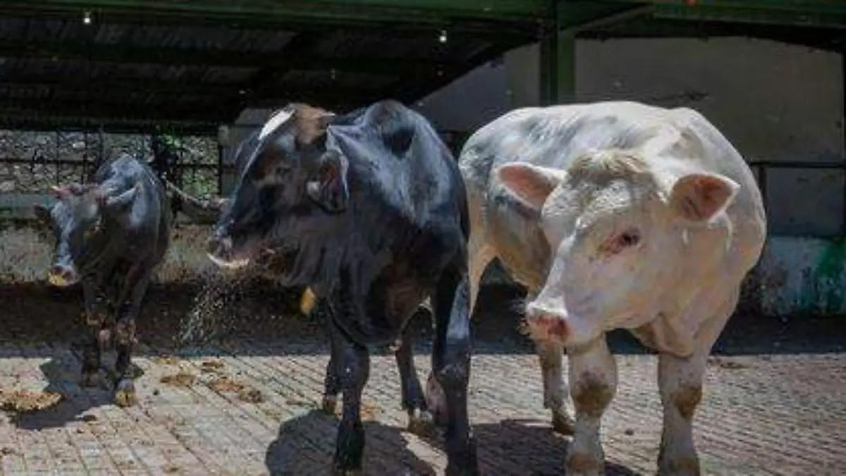 productores temascaltepec 2