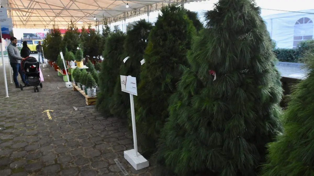 navidad 5