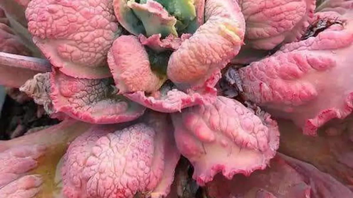 plantas 2