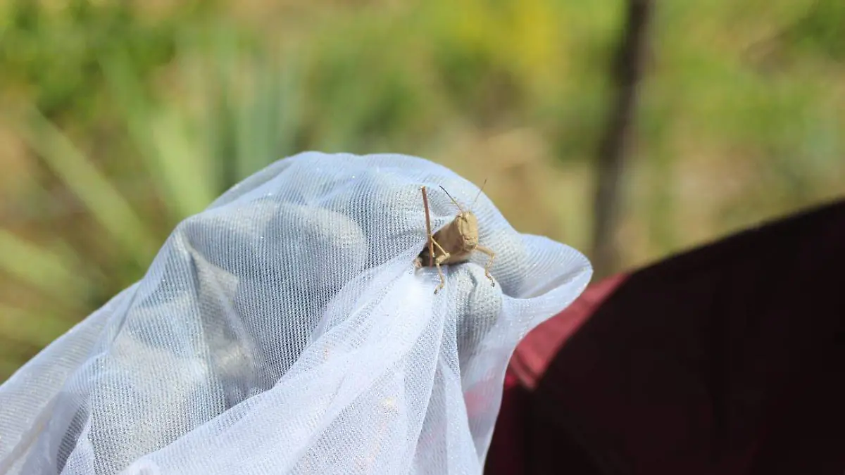 lagosta plaga Edomex