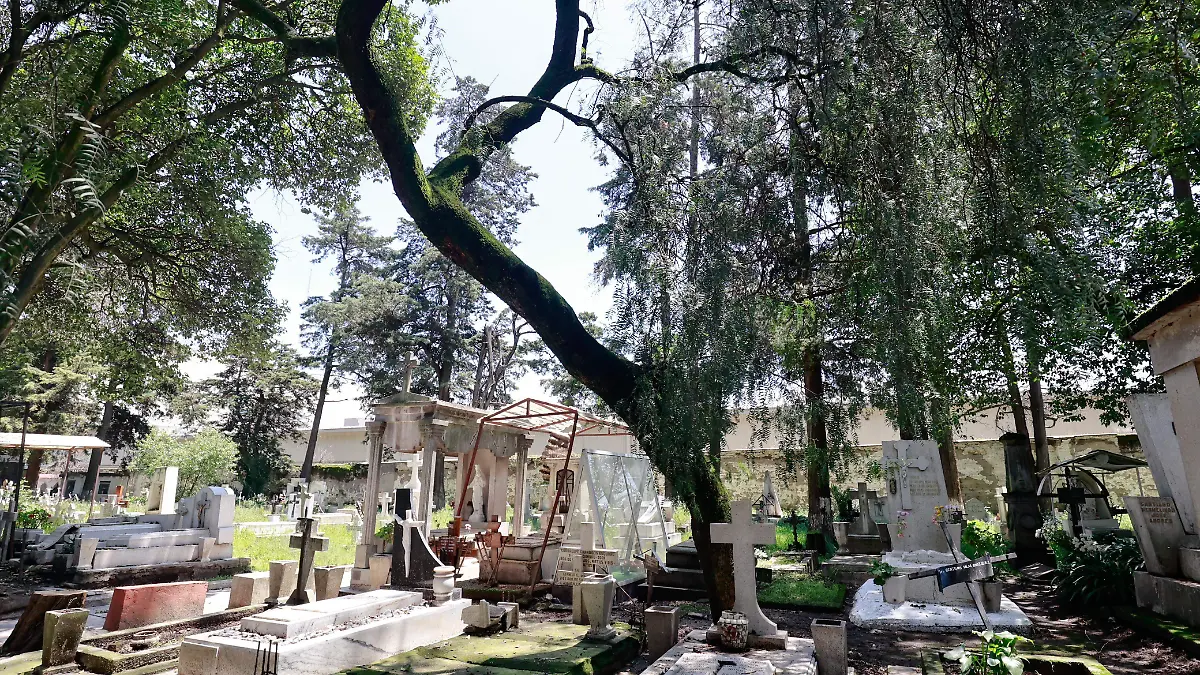 árboles panteon 2