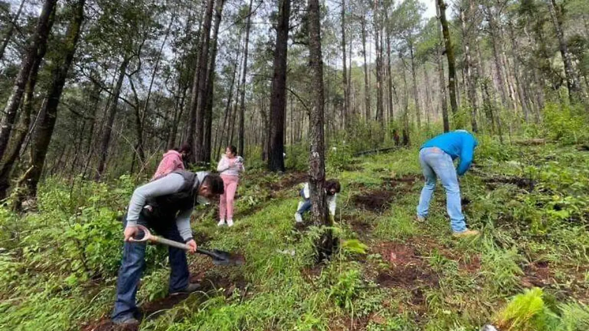 Reforestacion