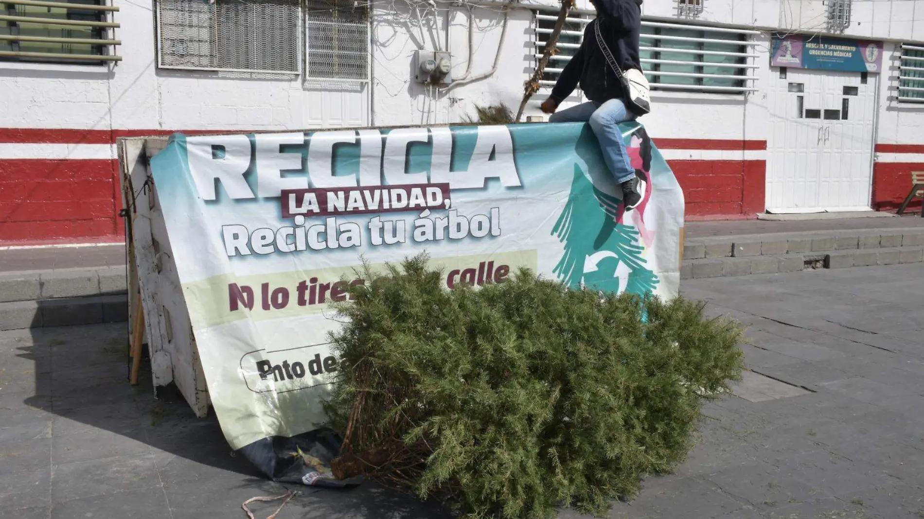 árboles de navidad