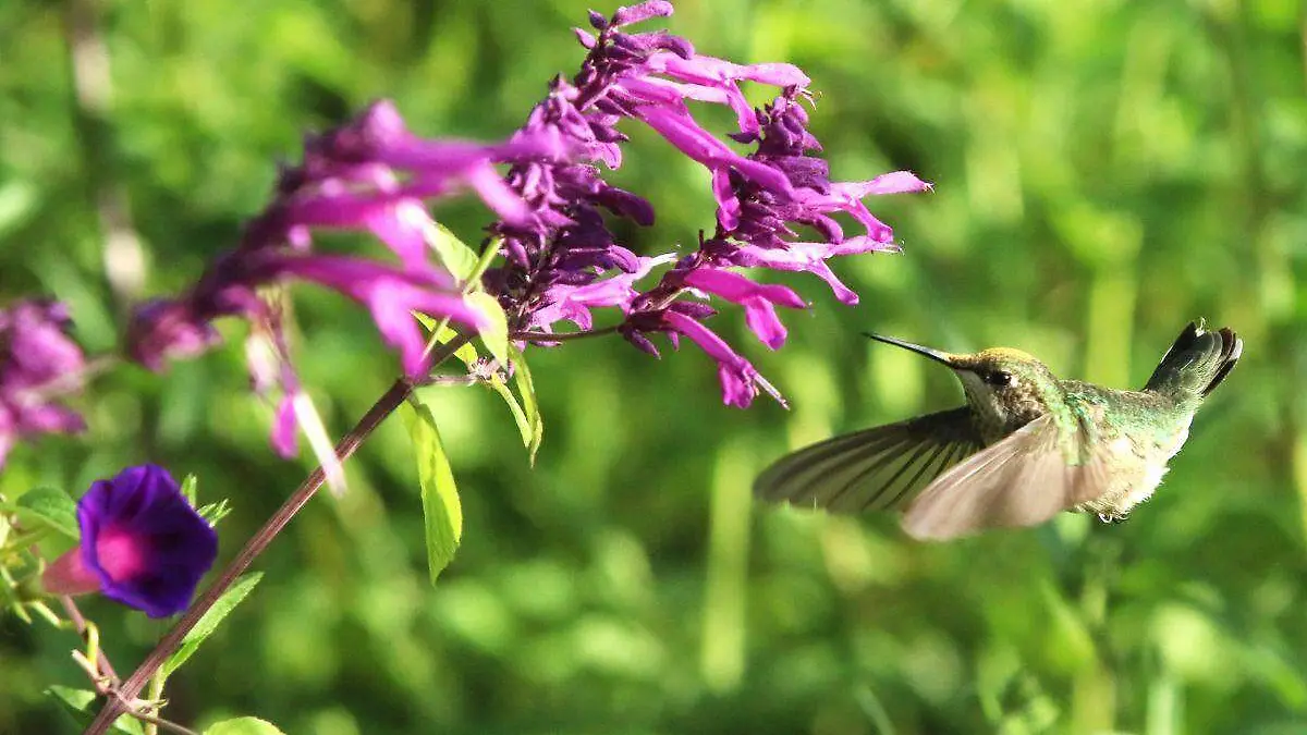 Colibrí