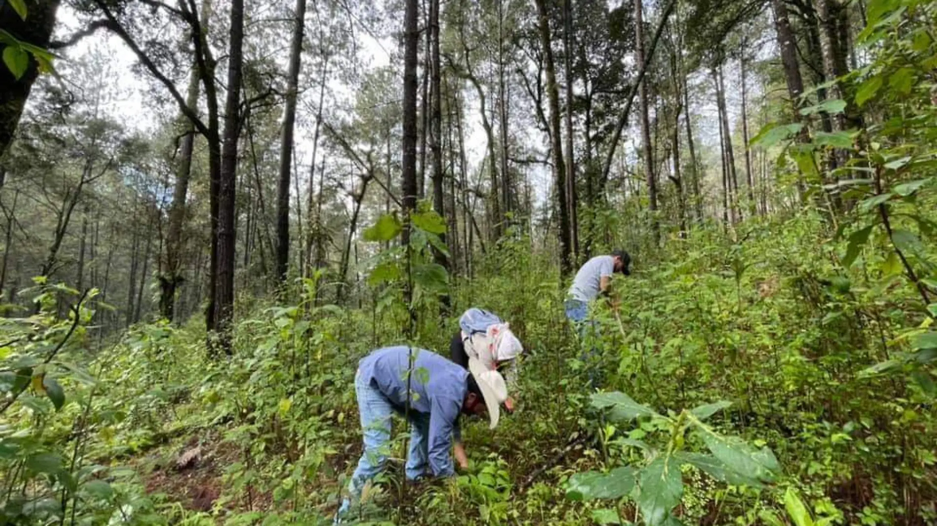 reforestación