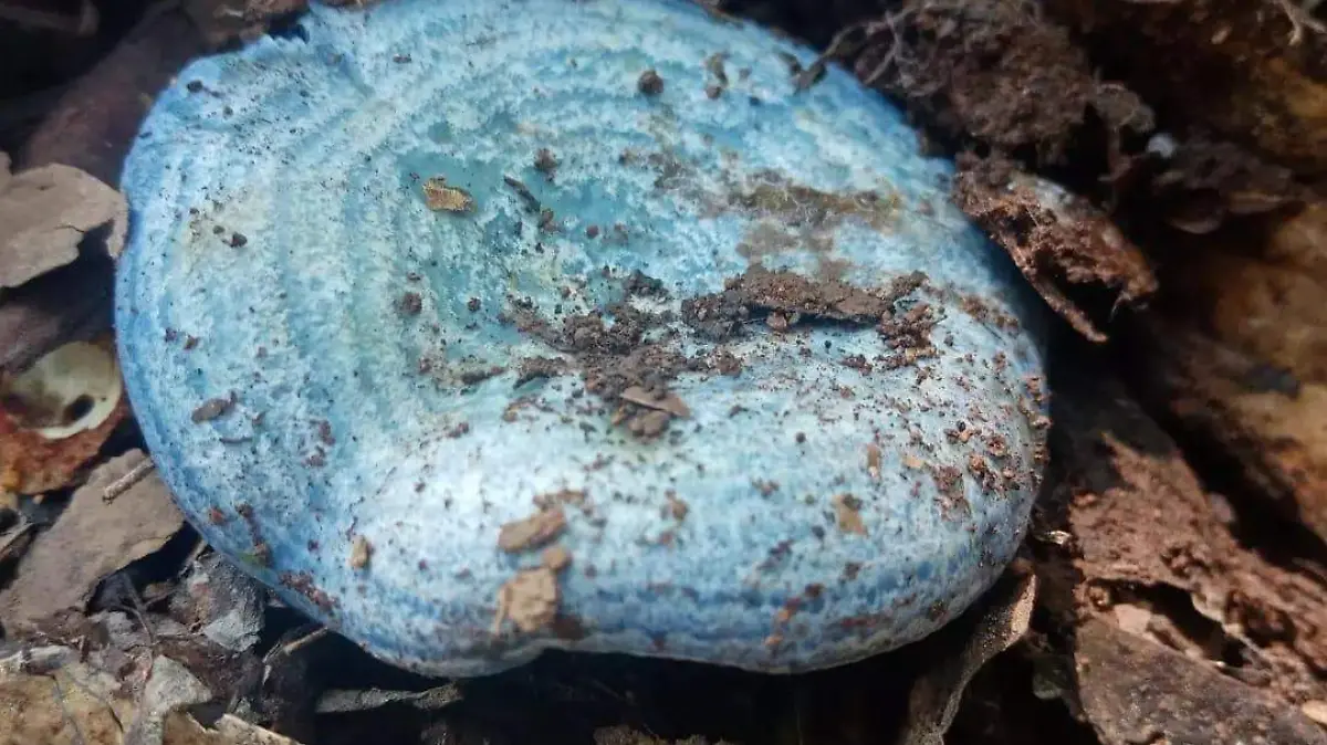 hongos