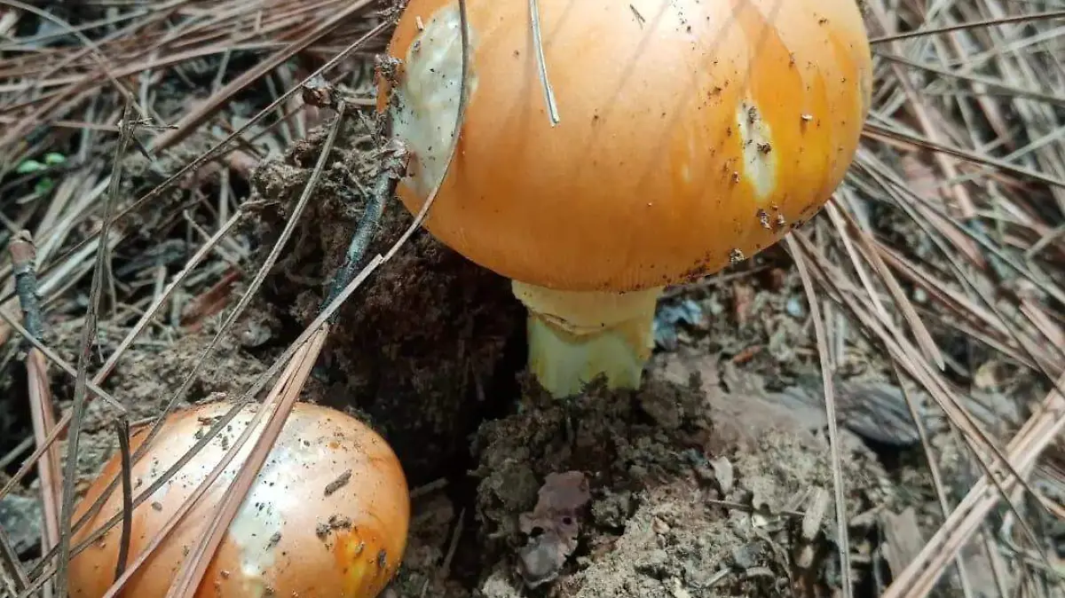 Hongos