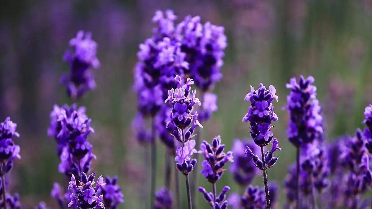 Lavanda