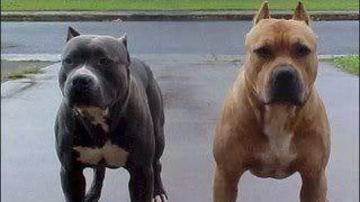 pitbull-1