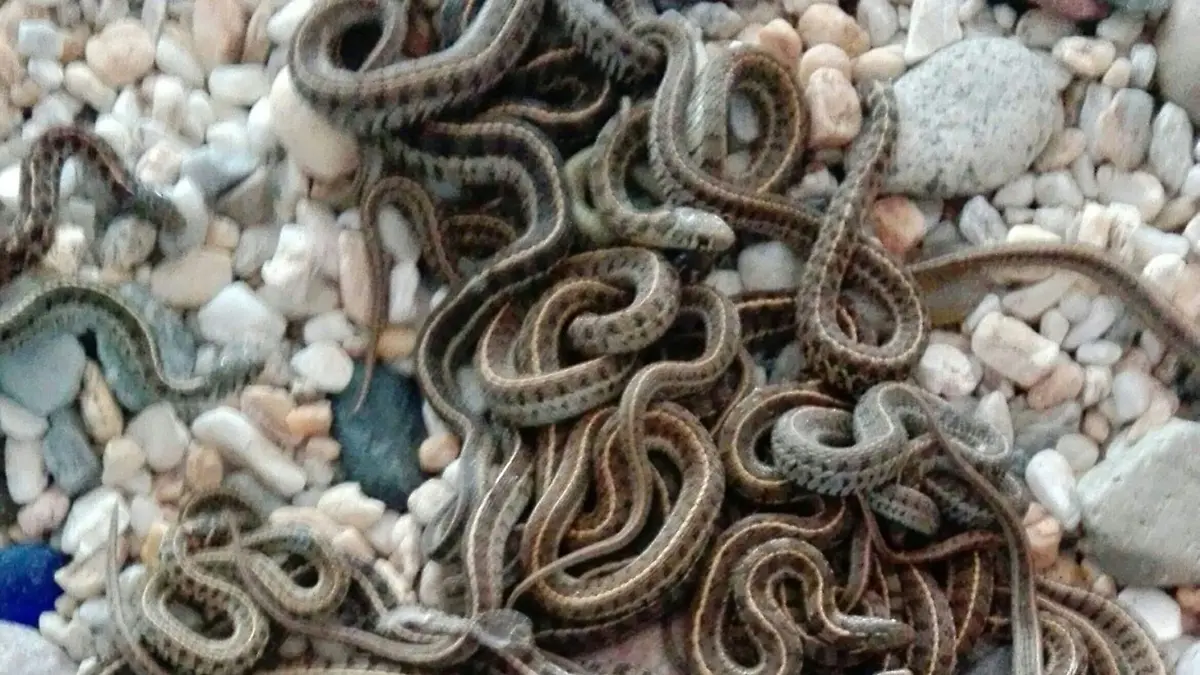 ANIMALES 1