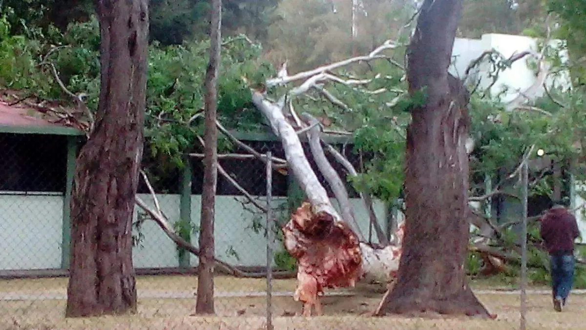 árbol (2)