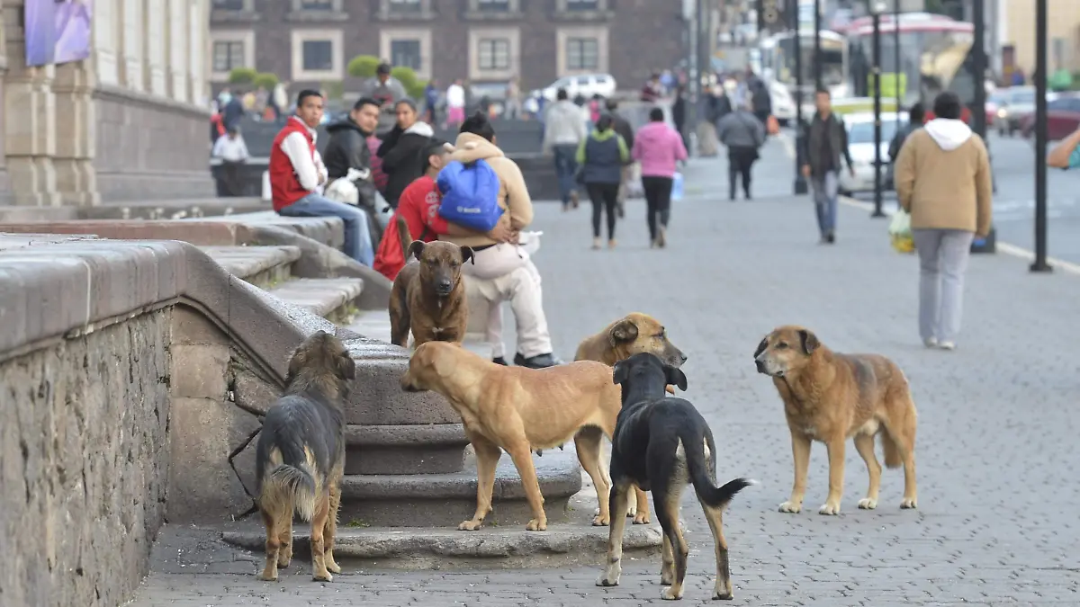 perros