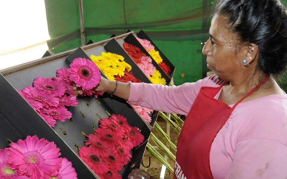 FLORES 6