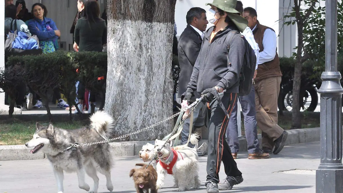 una mujer usando cubrebocas paseando a sus perros