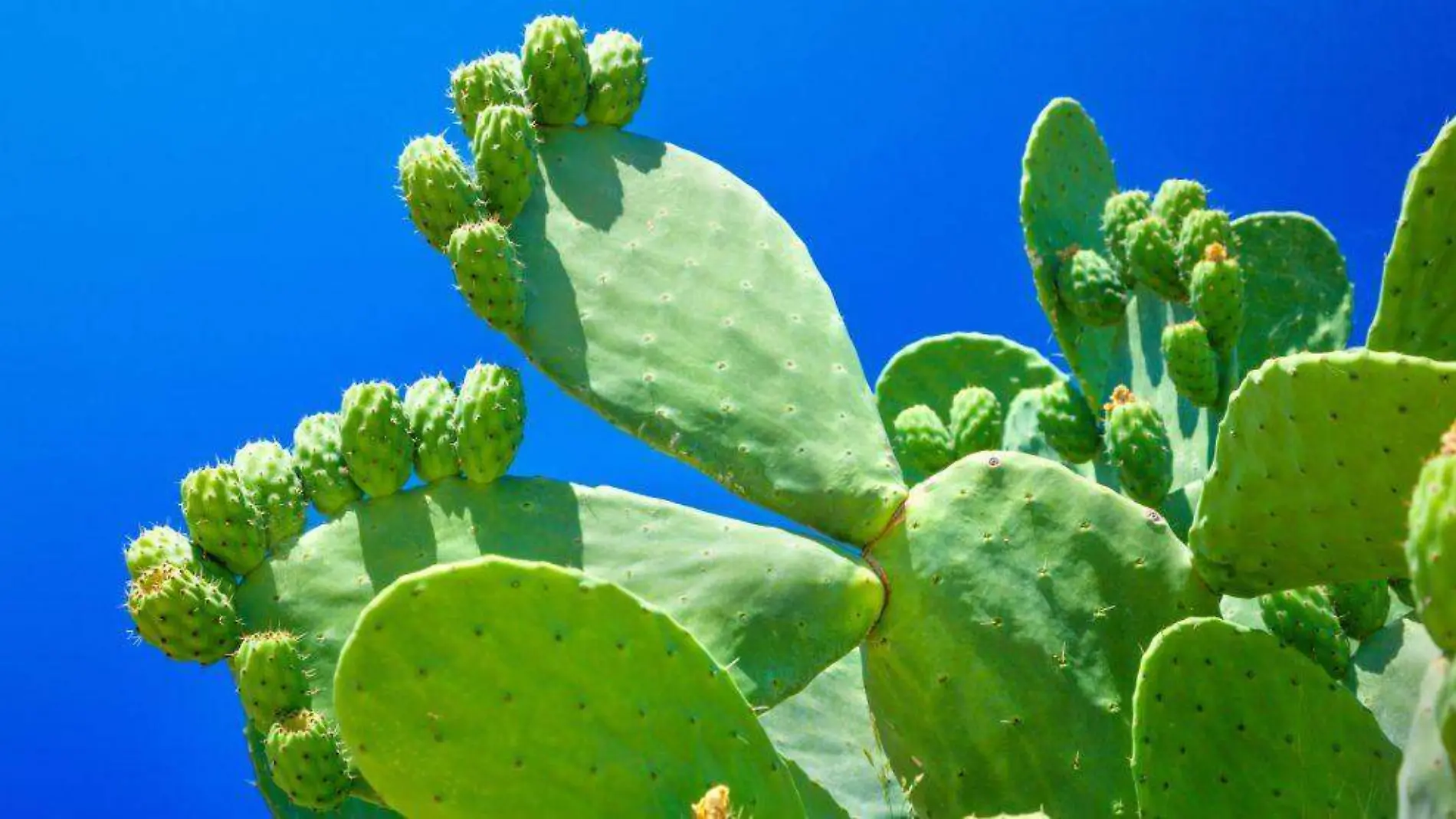 Nopal1_foto_UNAMGlobal