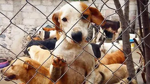 cuánto tiempo mantienen los perros en los refugios de animales