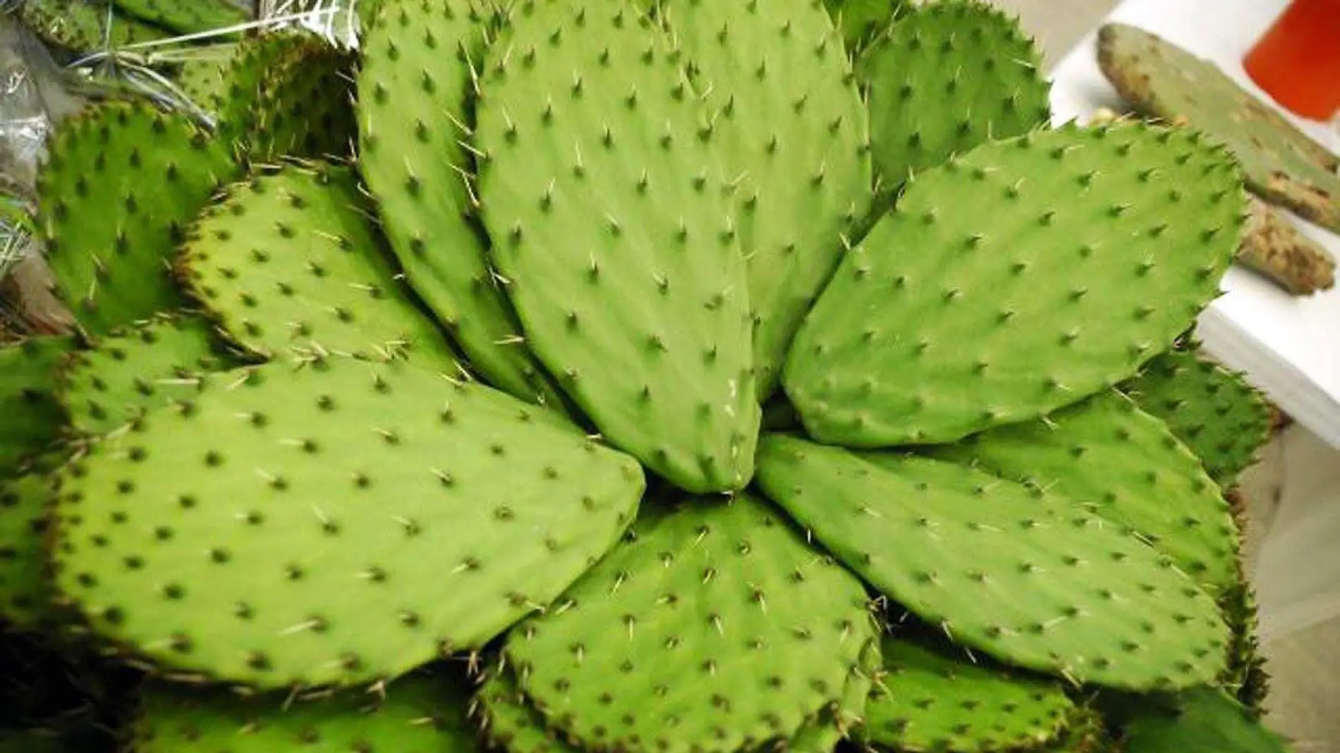 Nopal1