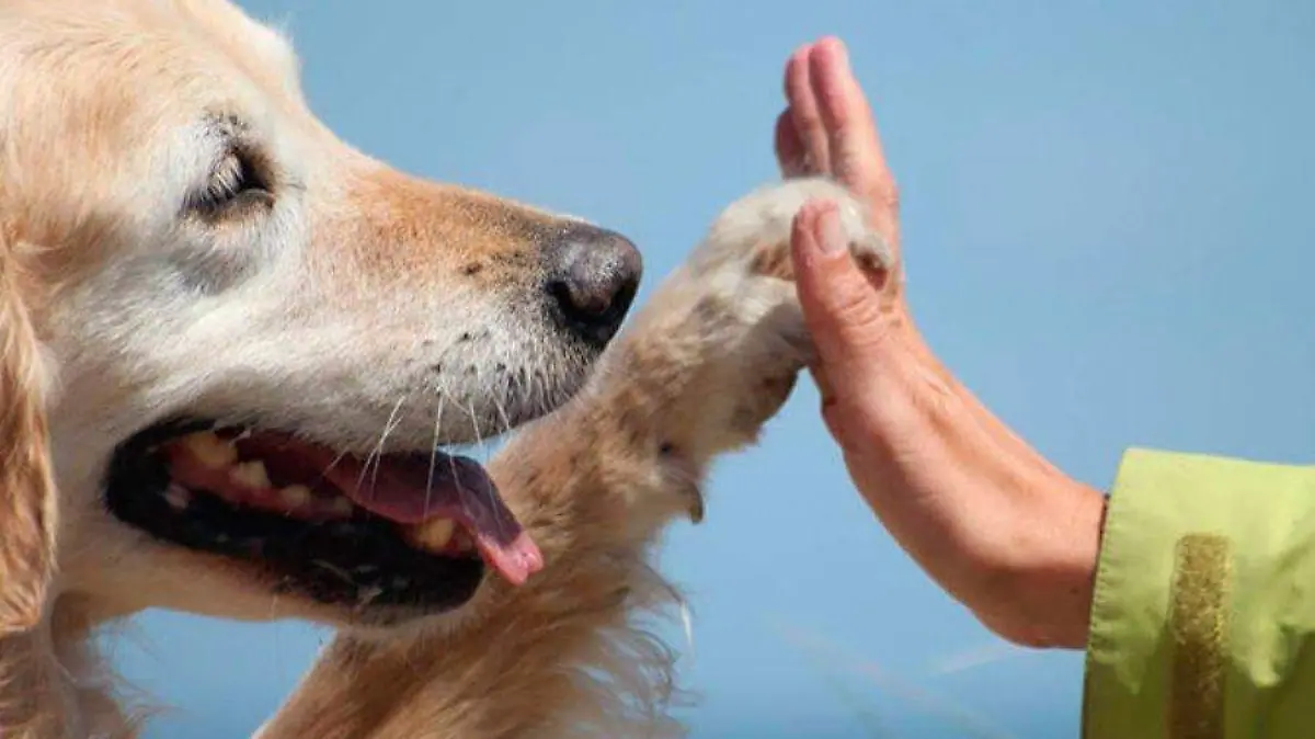 terapia-perros