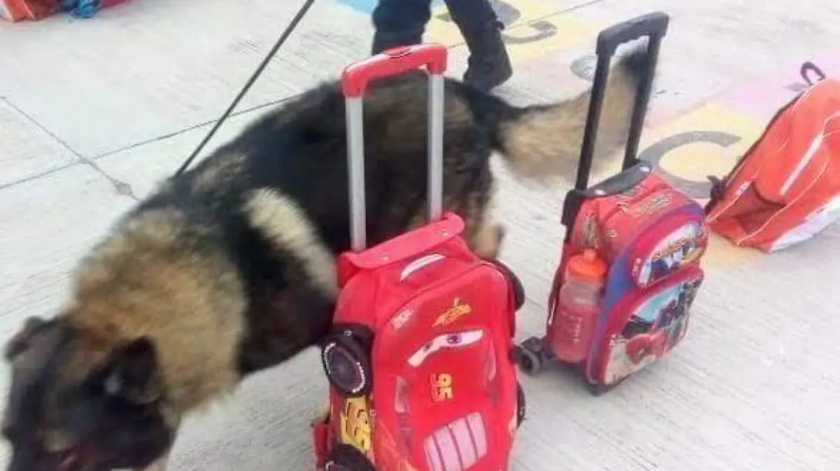 perro policía 