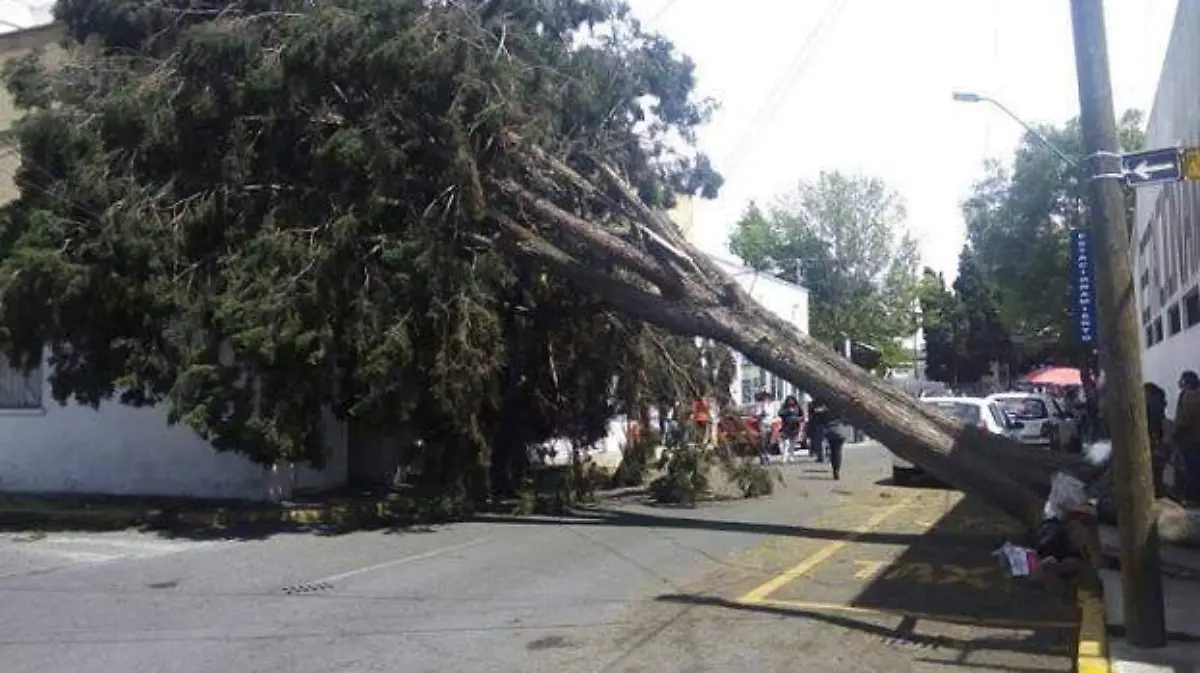 Árbol-vientos-derribado-Toluca