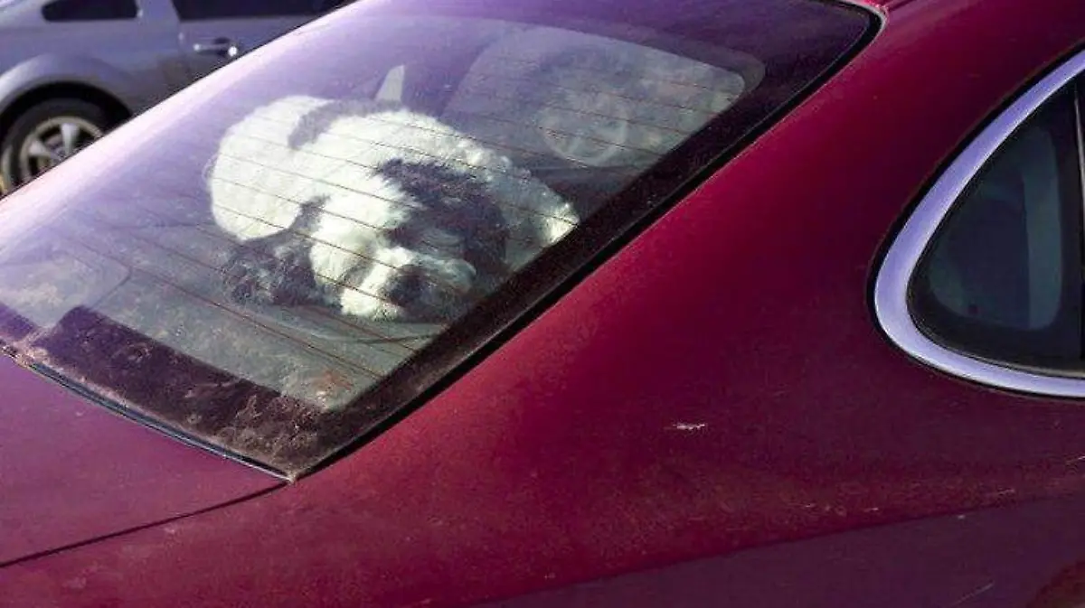 perro-muere-coche-al-sol-castellon