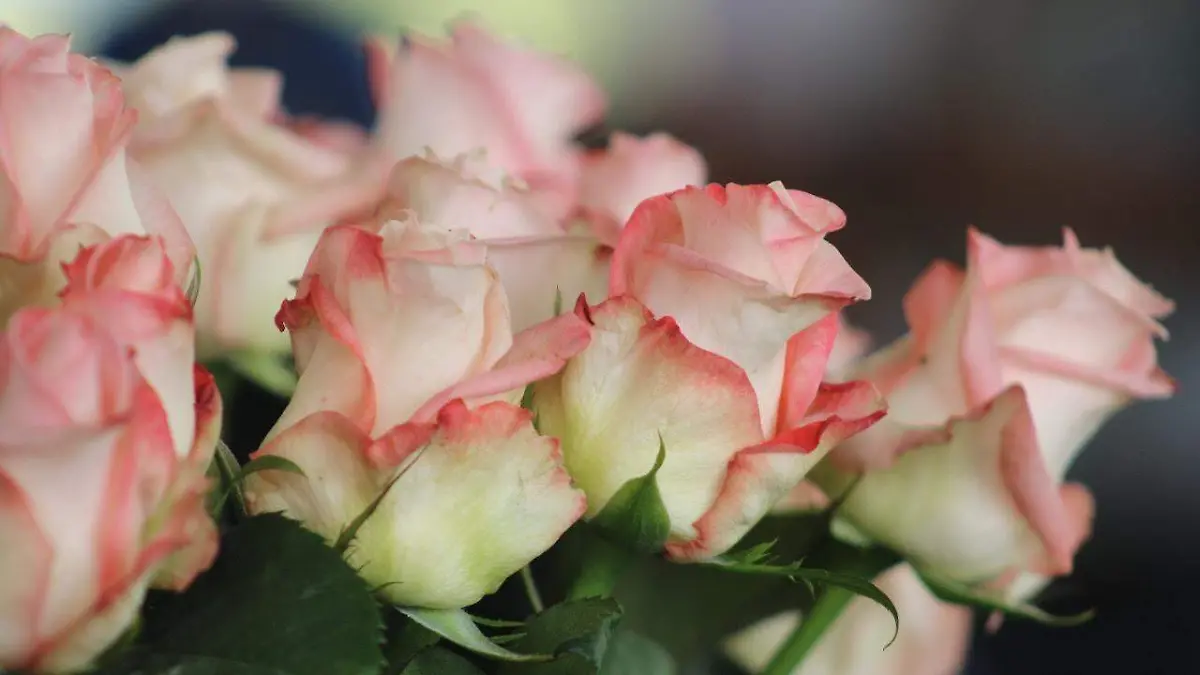 Rosas1