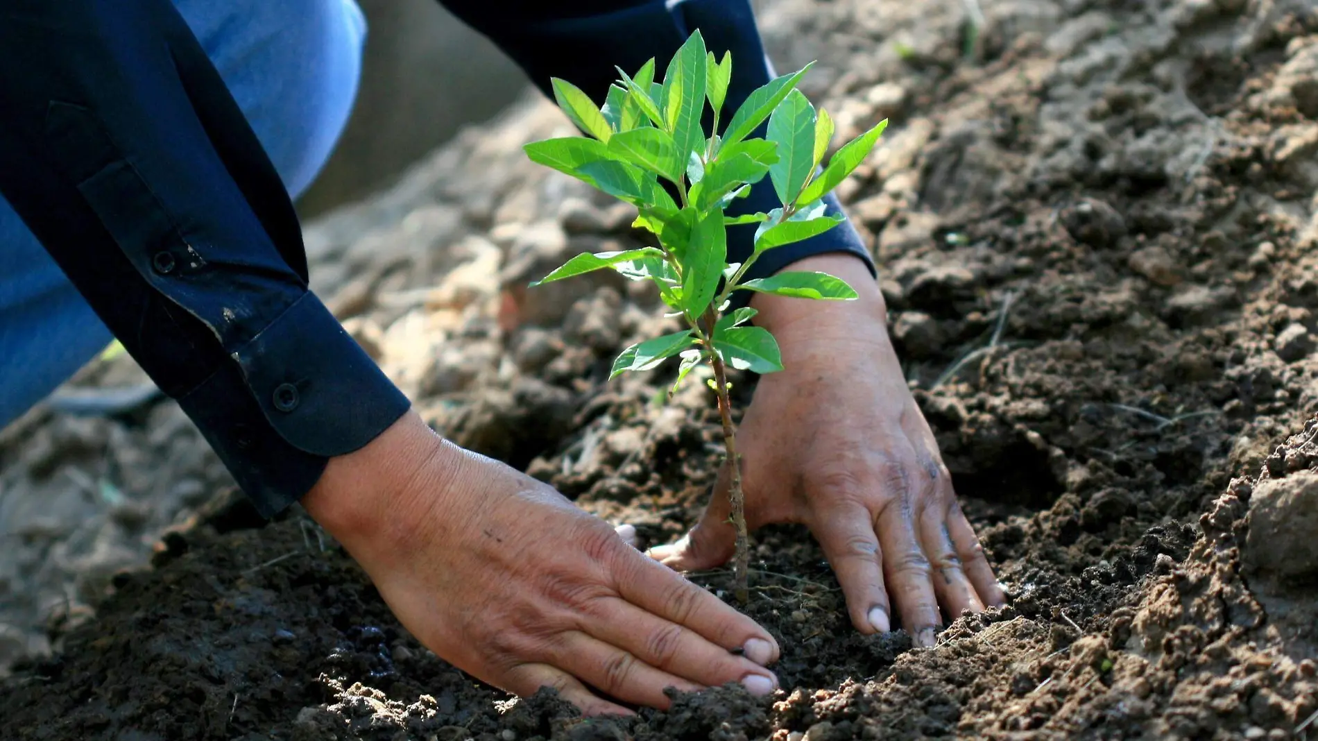 REFORESTACIÓN