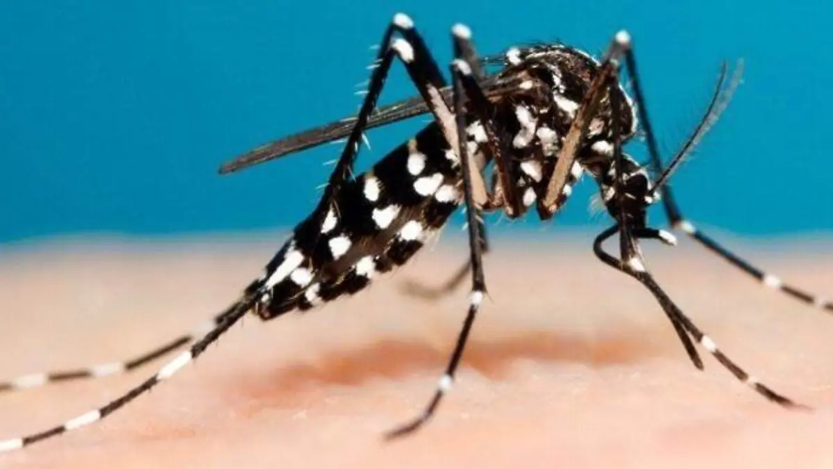 control-del-mosquito-del-dengue