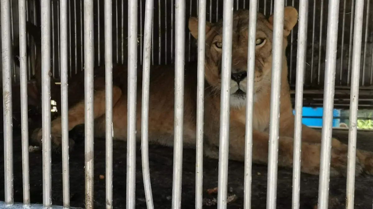 Felino